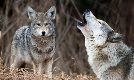 Coyotes/Wolves