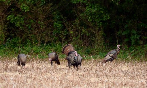 Turkey Hunting