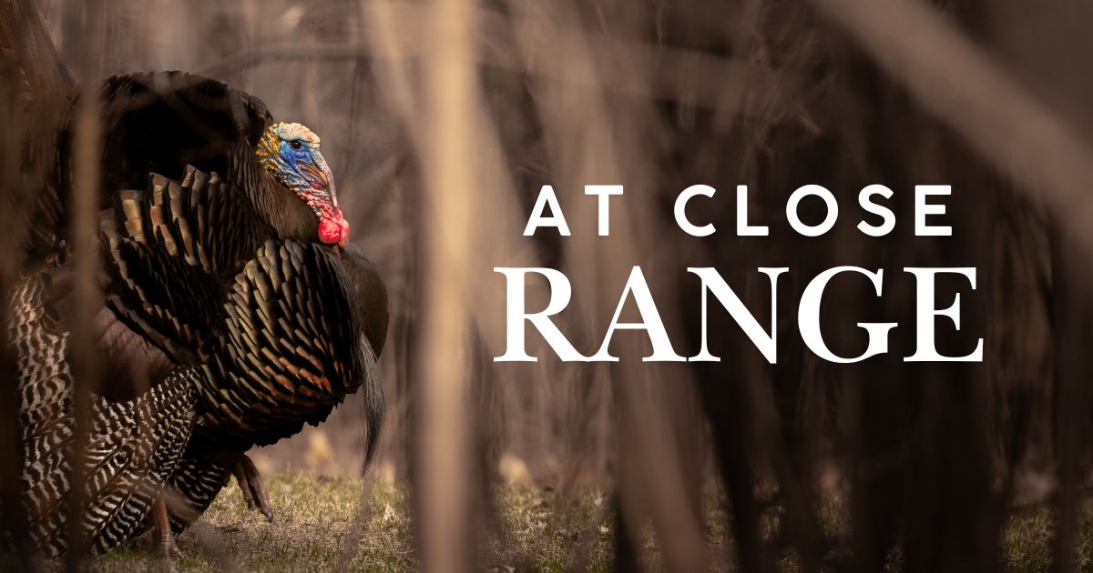 Close Range in the Turkey Woods: Bowhunting Spring Gobblers
