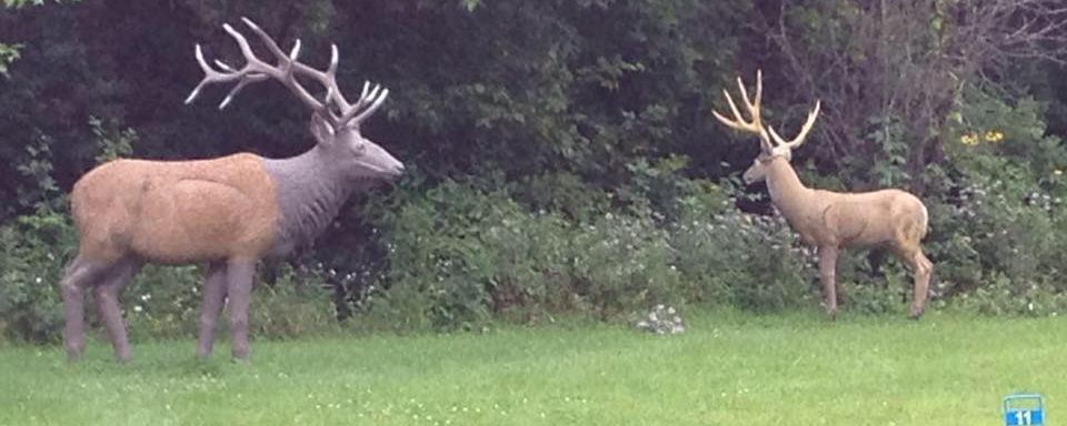 Rochester Archery Club